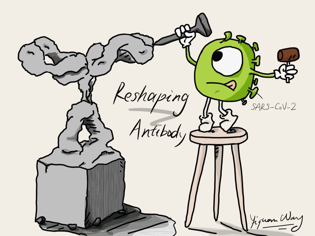 Reshaping Antibody sculpture by a cartoon SARS-CoV-2